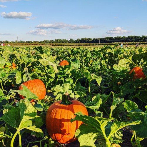 A field of vibrant orange pumpkins surrounded by green leaves under a clear blue sky.