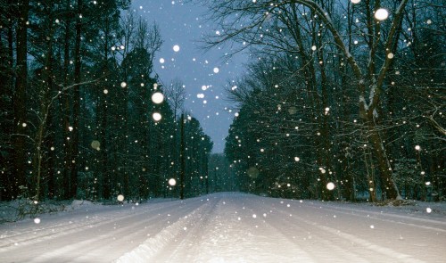 A snowy road surrounded by trees, with large snowflakes falling in a serene, winter landscape.