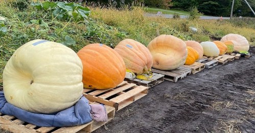 A row of large pumpkins in various colors resting on wooden pallets in a field.