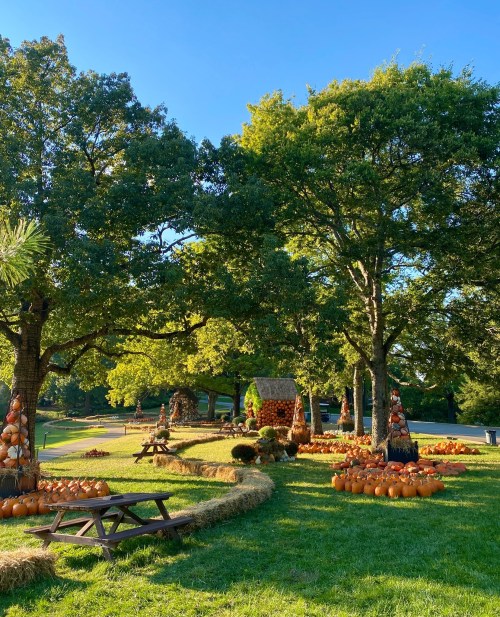 A sunny outdoor scene with pumpkins arranged around trees and hay bales, creating a festive autumn atmosphere.