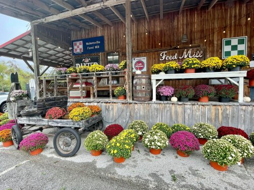 A rustic feed mill with colorful potted mums displayed on a wooden porch and a vintage cart in front.