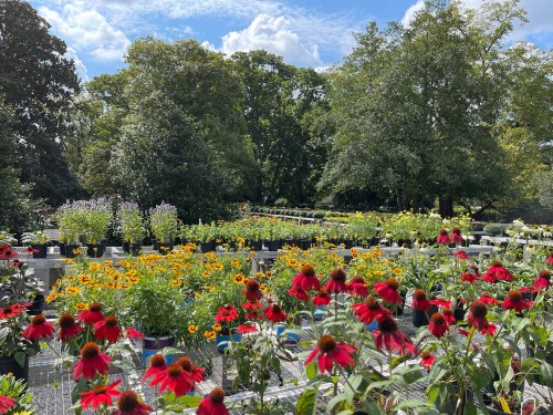 A vibrant garden filled with colorful flowers, including red coneflowers, under a blue sky with scattered clouds.