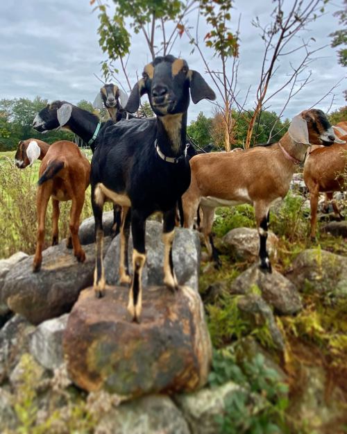 A group of goats, including a black one standing on a rock, surrounded by greenery and trees.