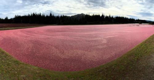A vast cranberry bog covered in bright red cranberries, surrounded by trees and a cloudy sky.