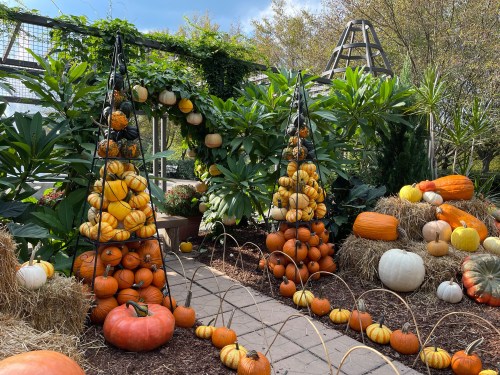 A vibrant display of pumpkins in various colors and sizes, arranged on trellises and scattered among greenery and hay.