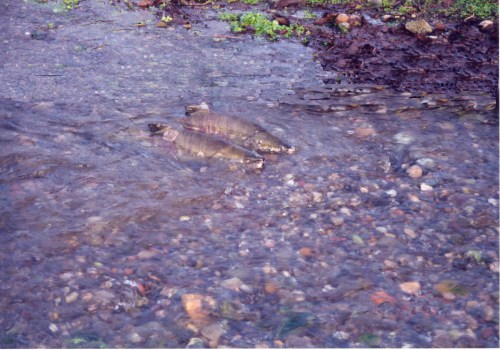 Three fish swimming in a shallow stream over a bed of pebbles and stones.