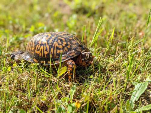 A colorful turtle with a patterned shell walking on green grass.