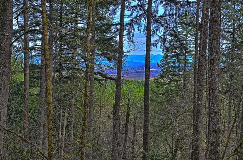 A view through tall trees revealing distant mountains and a blue sky, surrounded by lush greenery.