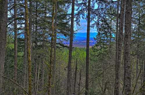 A view through tall trees revealing distant mountains and a blue sky, surrounded by lush greenery.