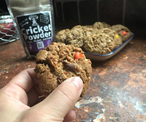 A hand holds a cookie with colorful bits, with a plate of cookies and cricket powder in the background.