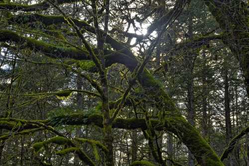 Sunlight filters through a dense forest, illuminating moss-covered branches and creating a serene, natural atmosphere.