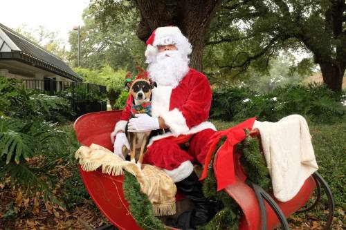 Santa Claus in a sleigh with a dog, surrounded by greenery and festive decorations.