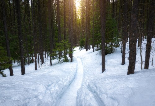 A snowy path winding through a forest of tall trees, with sunlight filtering through the branches.