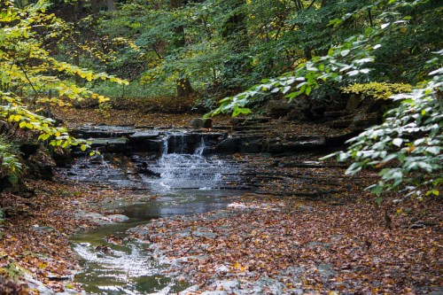 A serene forest scene featuring a small waterfall flowing over rocks, surrounded by autumn leaves and greenery.
