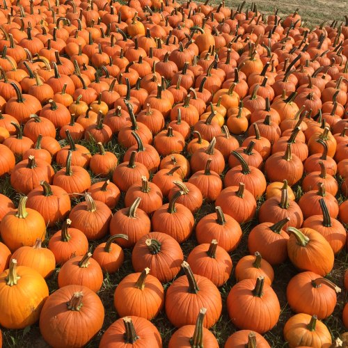 A vast field filled with numerous bright orange pumpkins, arranged closely together on green grass.