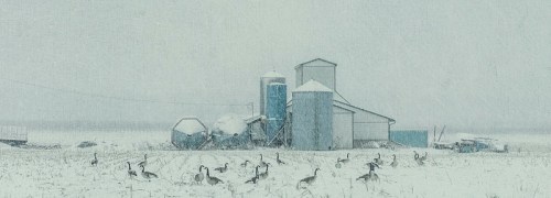 A snowy farm scene with silos and a barn, surrounded by geese in a white landscape.