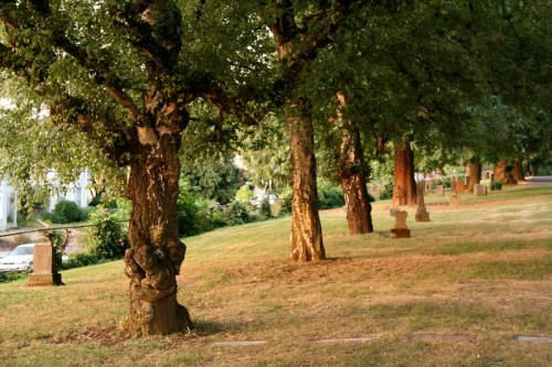 A row of trees along a grassy area, with a few stone markers visible in the background. Soft evening light filters through.