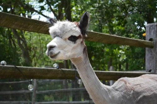 A close-up of a llama with a short neck, standing near a wooden fence adorned with string lights.