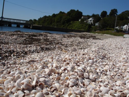 A beach covered in seashells, with a pier and houses in the background under a clear blue sky.