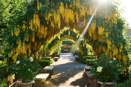 A sunlit garden path adorned with arches of vibrant yellow flowers and lush greenery, creating a serene atmosphere.
