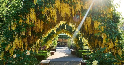 A sunlit garden path framed by vibrant yellow flowers hanging from lush green arches.