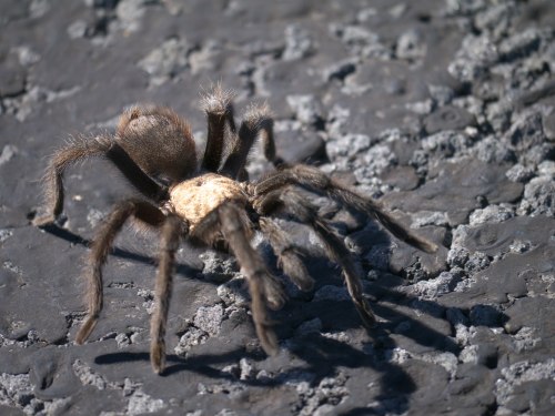 A close-up of a large spider with a brown body and long legs on a textured dark surface.