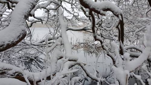 Snow-covered branches frame a serene, frozen lake, creating a tranquil winter landscape.