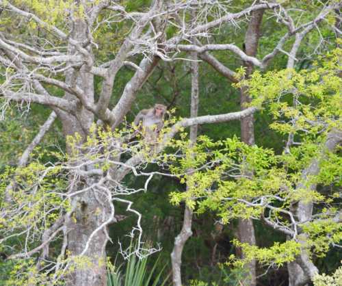 A monkey perched on a branch among green leaves in a forested area.