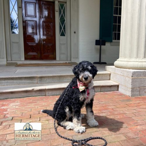 A black and white dog sits on a brick path in front of a historic building with a wooden door.