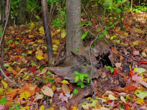A forest floor covered in colorful autumn leaves, with a tree trunk and a decaying log partially visible.