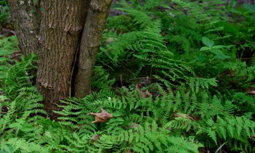 A tree trunk surrounded by lush green ferns in a natural forest setting.