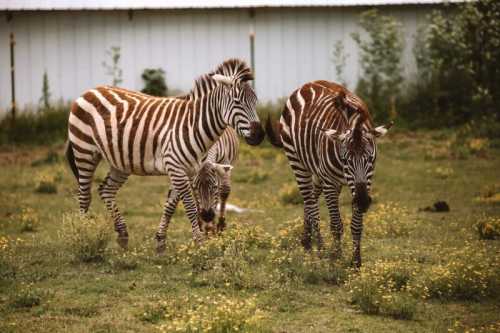 Three zebras grazing in a grassy field with wildflowers, set against a backdrop of a white building.