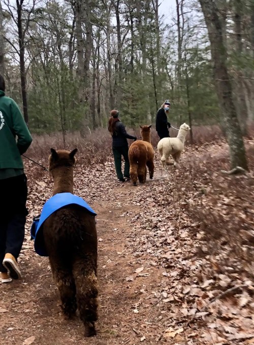 Two people walk along a wooded path with three llamas, one wearing a blue blanket, surrounded by fallen leaves.