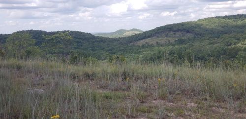 A scenic view of rolling green hills under a cloudy sky, with tall grass and wildflowers in the foreground.