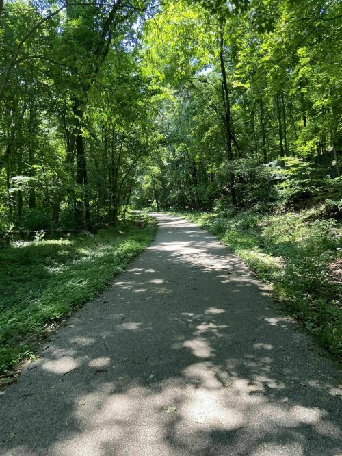A serene, tree-lined path winding through a lush green forest on a sunny day.