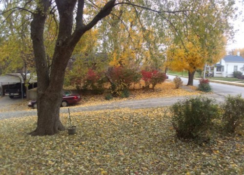 A serene autumn scene with colorful trees and a carpet of fallen leaves covering a quiet street.