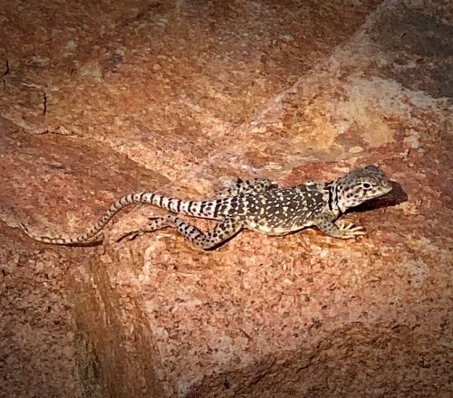 A small lizard with a patterned body resting on a rocky surface in natural sunlight.