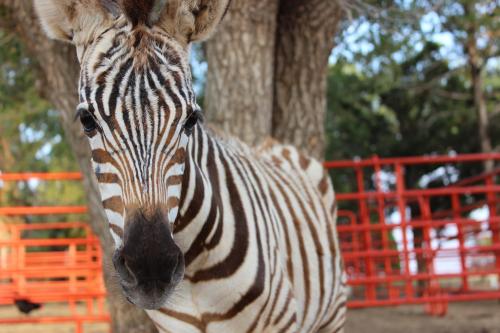 A close-up of a zebra standing near a tree, showcasing its distinctive black and white stripes.