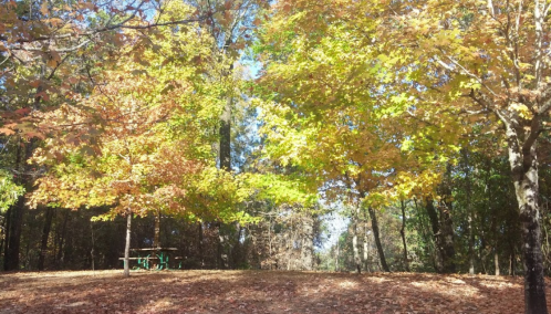 A serene park scene with vibrant autumn leaves and a picnic table surrounded by colorful trees.