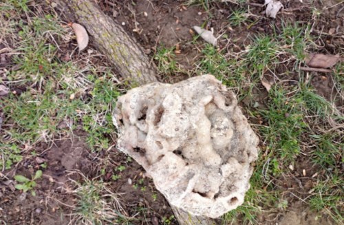 A textured, irregular rock resting on the ground, surrounded by grass and small leaves.