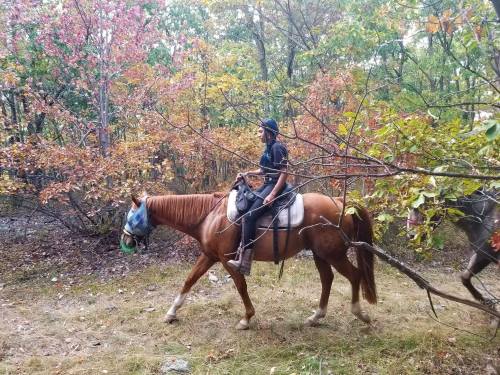 A person riding a brown horse through a wooded area with autumn foliage.