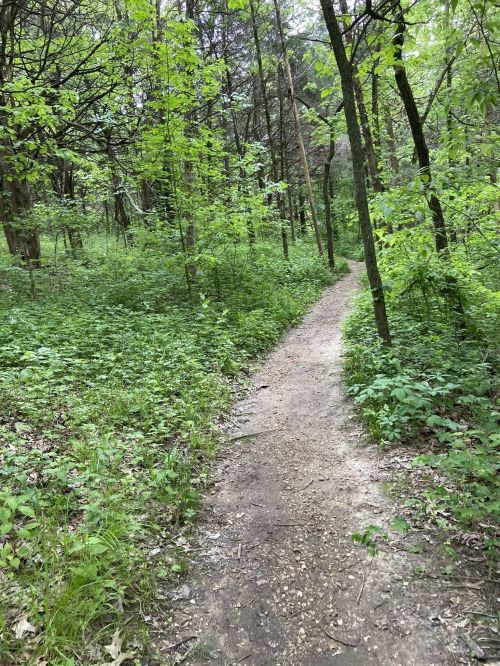A winding dirt path through a lush green forest, surrounded by trees and dense foliage.