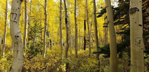 A vibrant forest of tall aspen trees with bright yellow leaves, creating a serene autumn atmosphere.