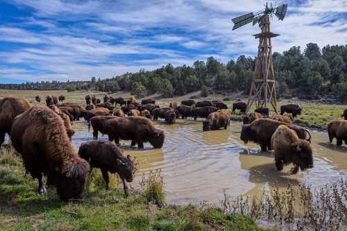 A herd of bison wades in a muddy pond near a windmill, surrounded by green grass and trees under a blue sky.