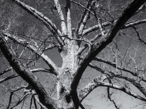 A black and white image of a large, bare tree with intricate branches against a clear sky.