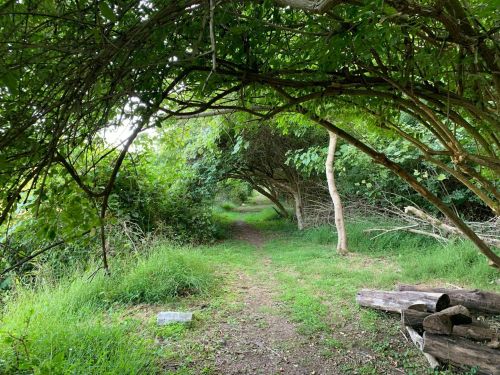 A serene path through lush greenery, with trees arching overhead and a grassy area beside it.