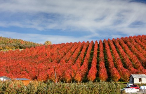 Vibrant autumn landscape with rows of red-leaved trees on a hillside under a blue sky with scattered clouds.
