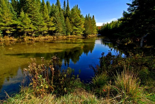 A serene river surrounded by lush green trees and colorful foliage, reflecting the clear blue sky.