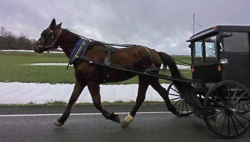 A horse pulling a black buggy along a road, with green fields and snow in the background under a cloudy sky.