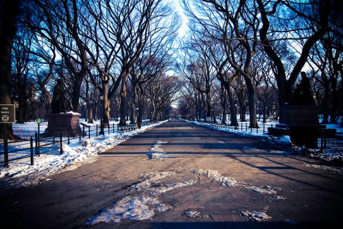 A snow-covered path lined with bare trees in a park, under a clear blue sky. Shadows stretch across the ground.